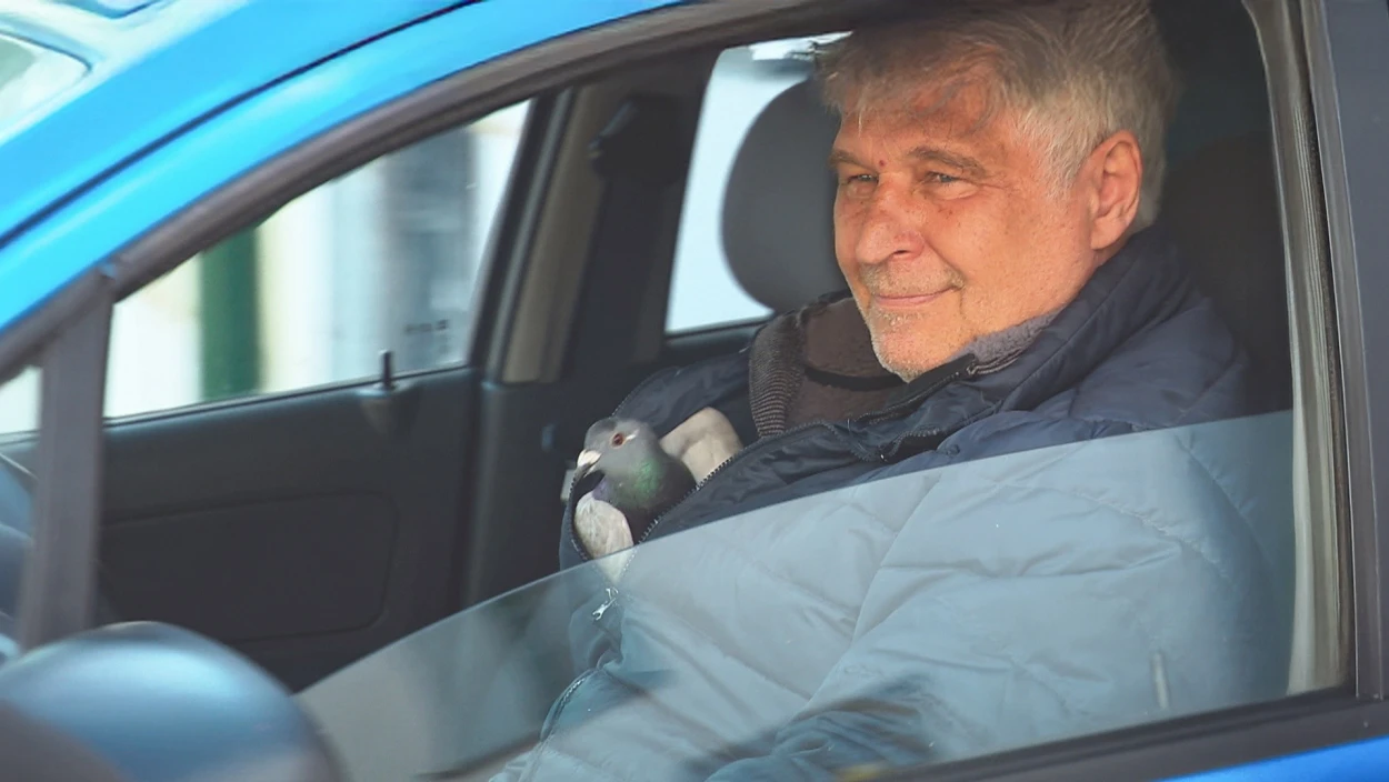 Brieftaube aus Deutschland im Weinviertel gestrandet