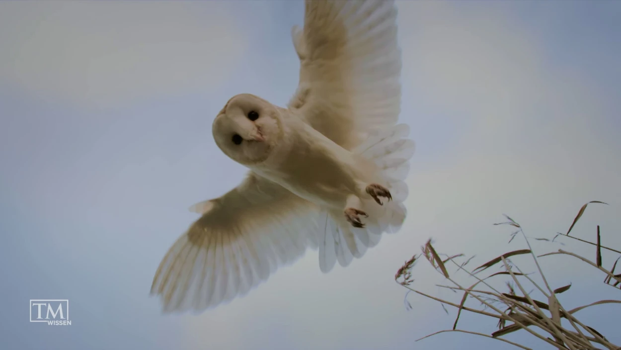 Warum können Eulen lautlos fliegen?