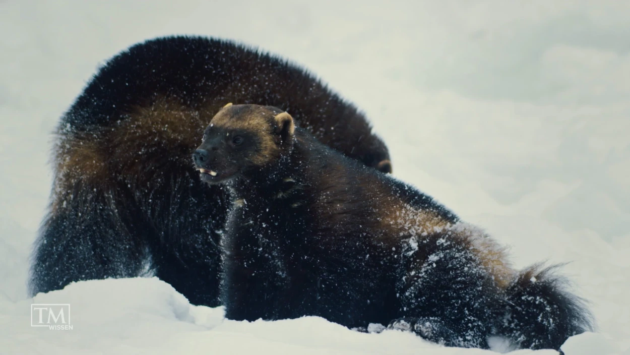 Wie schützen wir den Vielfraß?