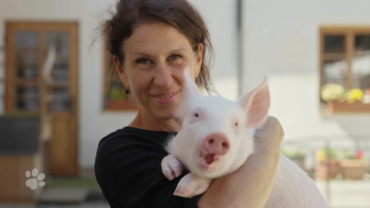 Tierische Stars: Schweinchen am Filmset