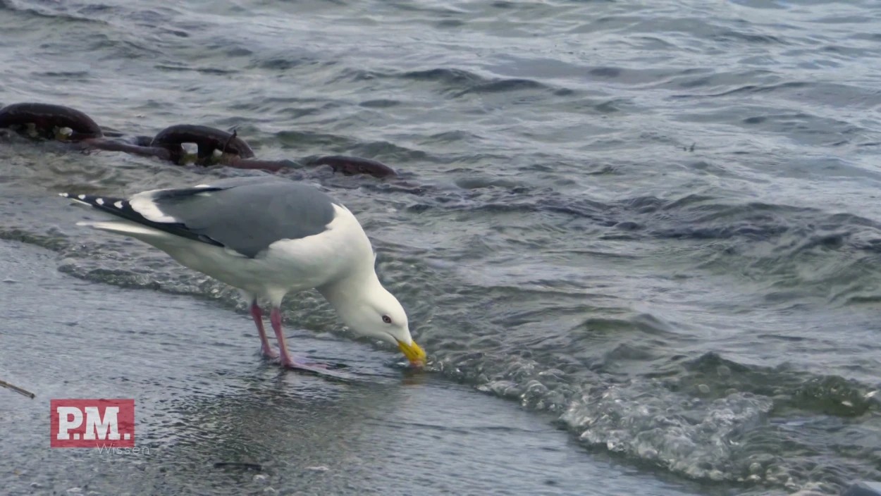 Können Vögel Salzwasser trinken?