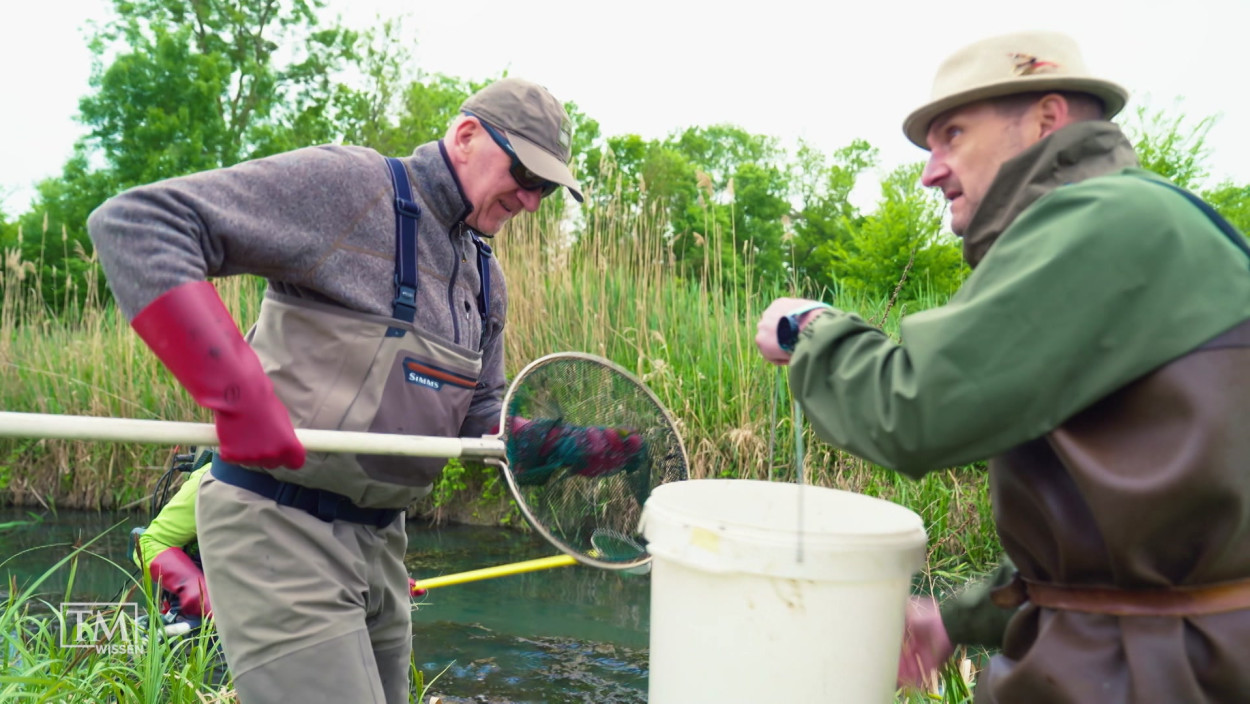 Wie rettet ein furzender Fisch ein Ökosystem?