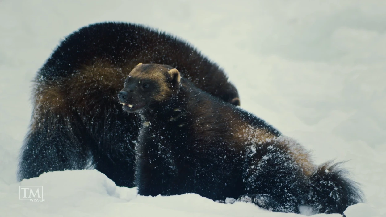 Wie schützen wir den Vielfraß?