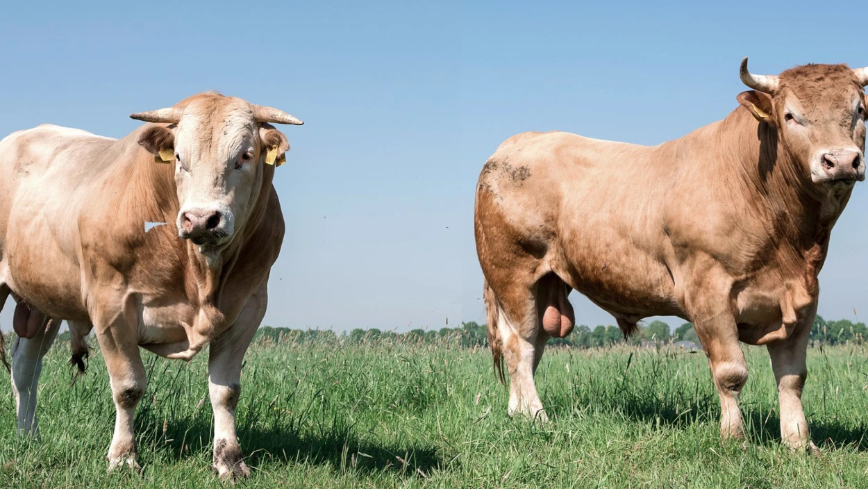 Cobra-Beamte töten entlaufene Stiere in der Steiermark
