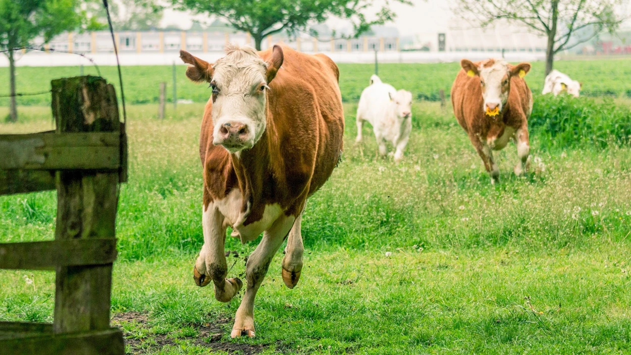 Frühling im Bauernjahr: Weidezeit bei Familie Gmeiner