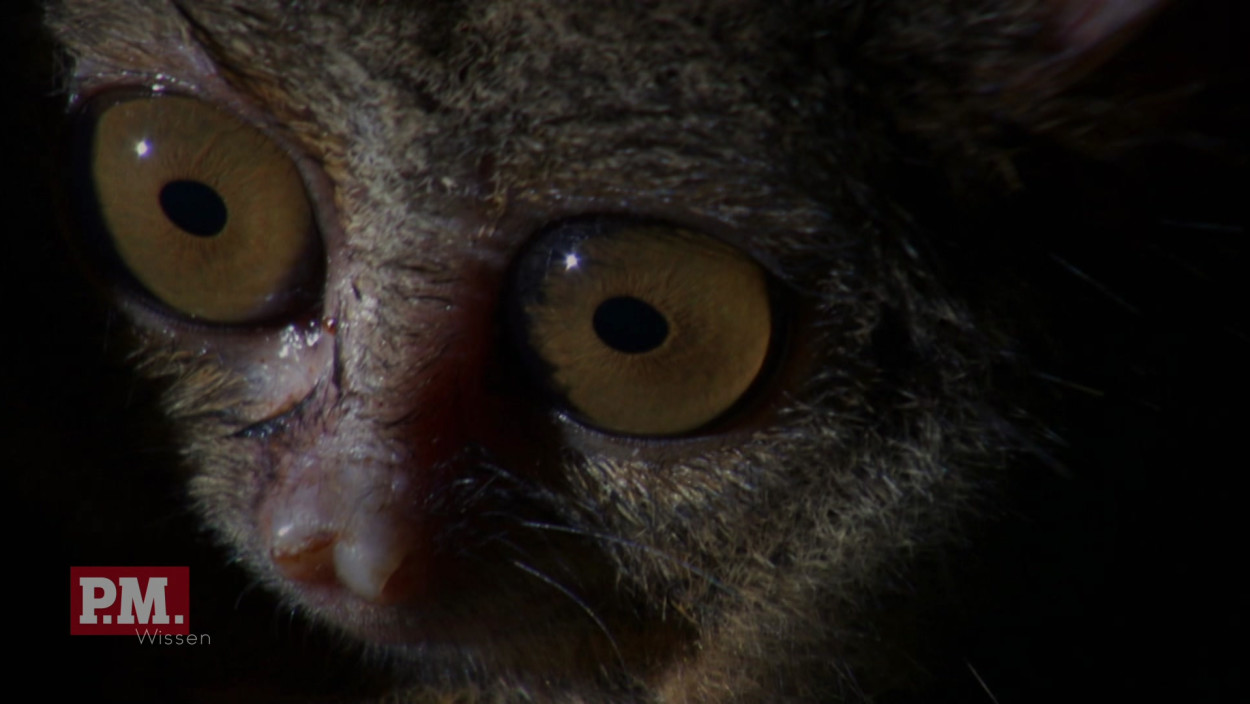 Warum haben Koboldmakis so große Augen?