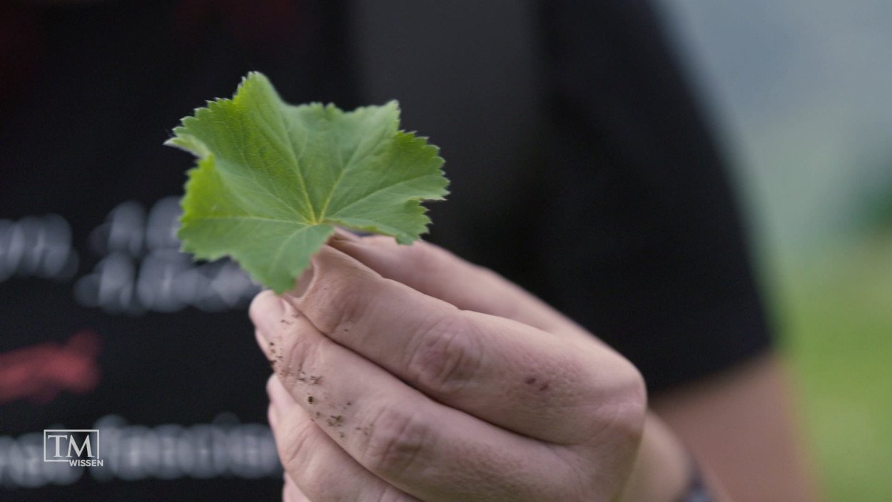 Welche Heilkräfte stecken in Alpenpflanzen?