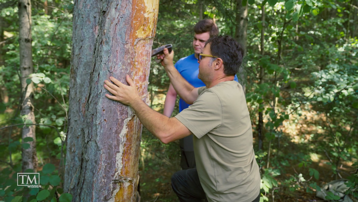 Hat die Pecherei eine Zukunft?