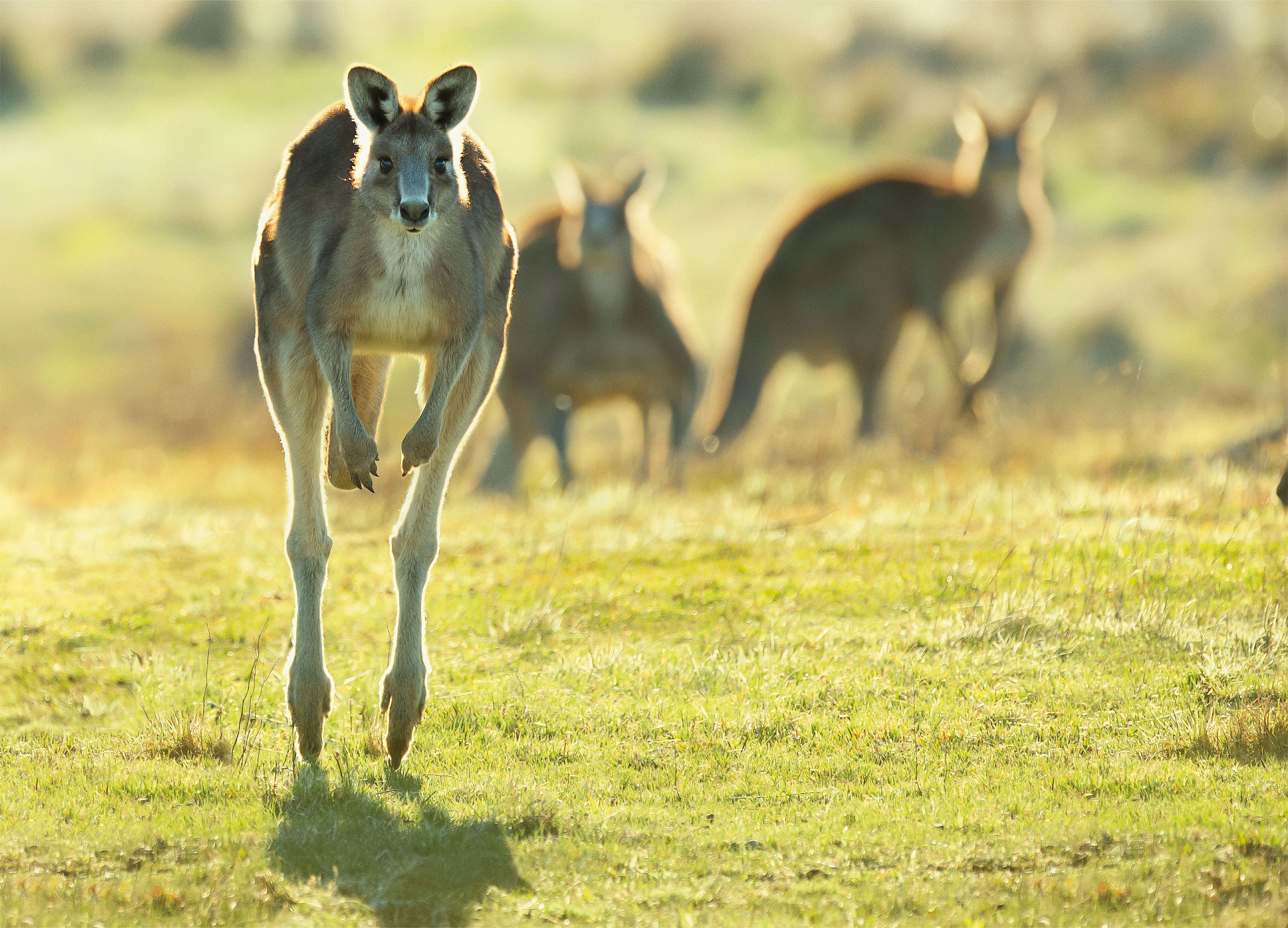 Australien & Ozeanien
