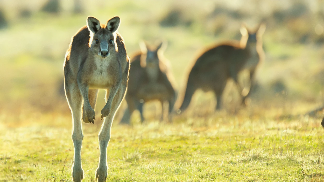 Australien & Ozeanien