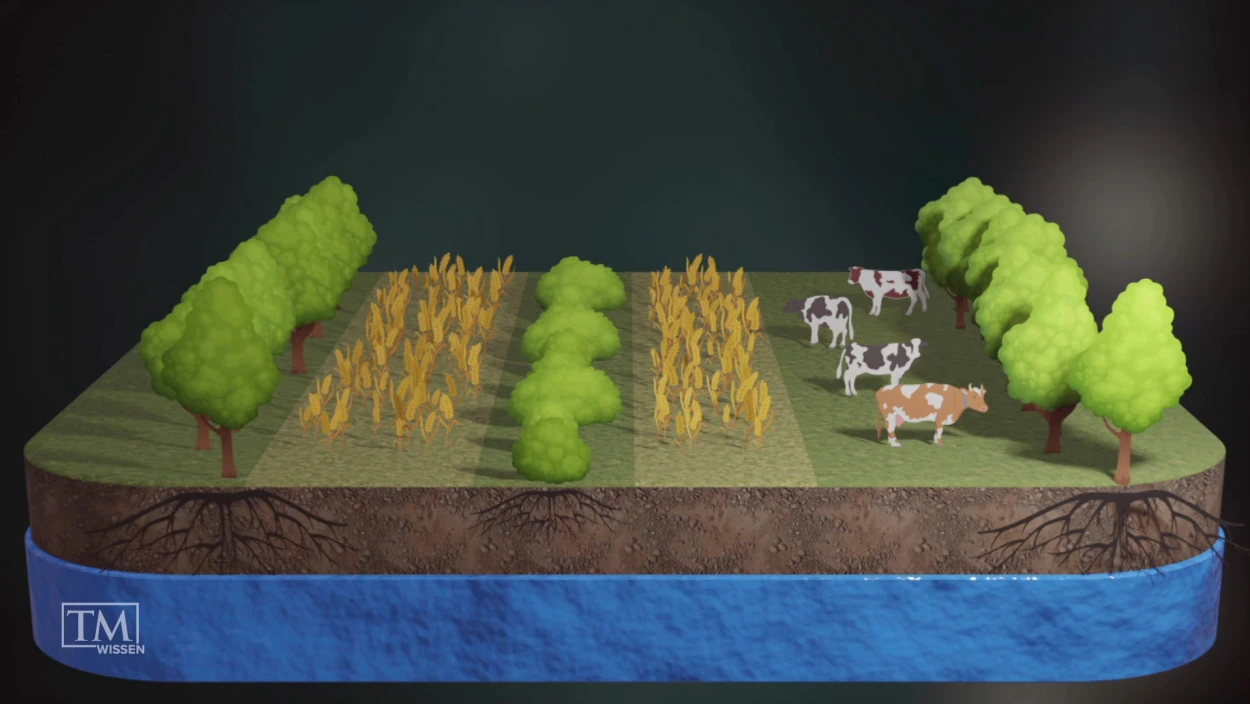 Wie können Bäume die Landwirtschaft retten?