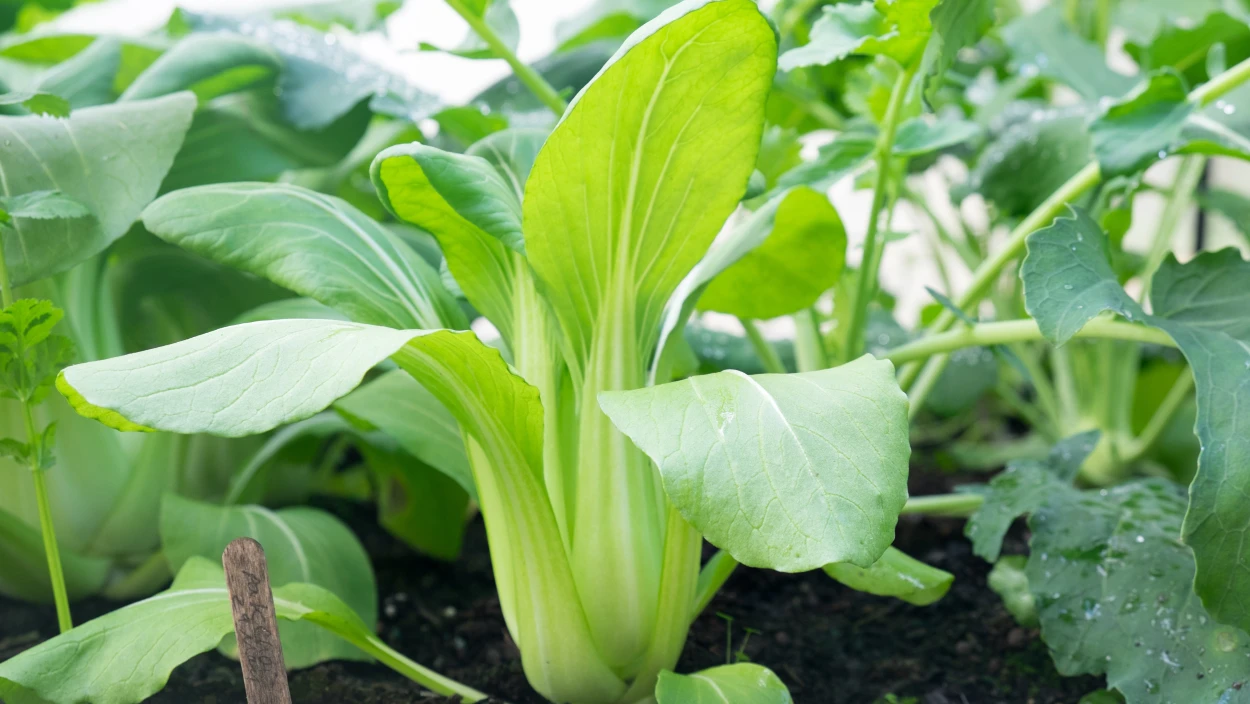 Ein Hoch aufs Beet: Express-Ernte vor dem Winter