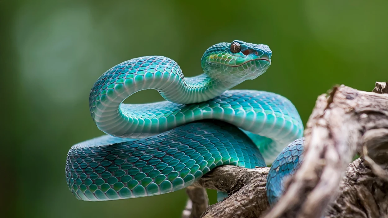 Heilendes Gift: Kärntner melkt Schlangen für Medikamente