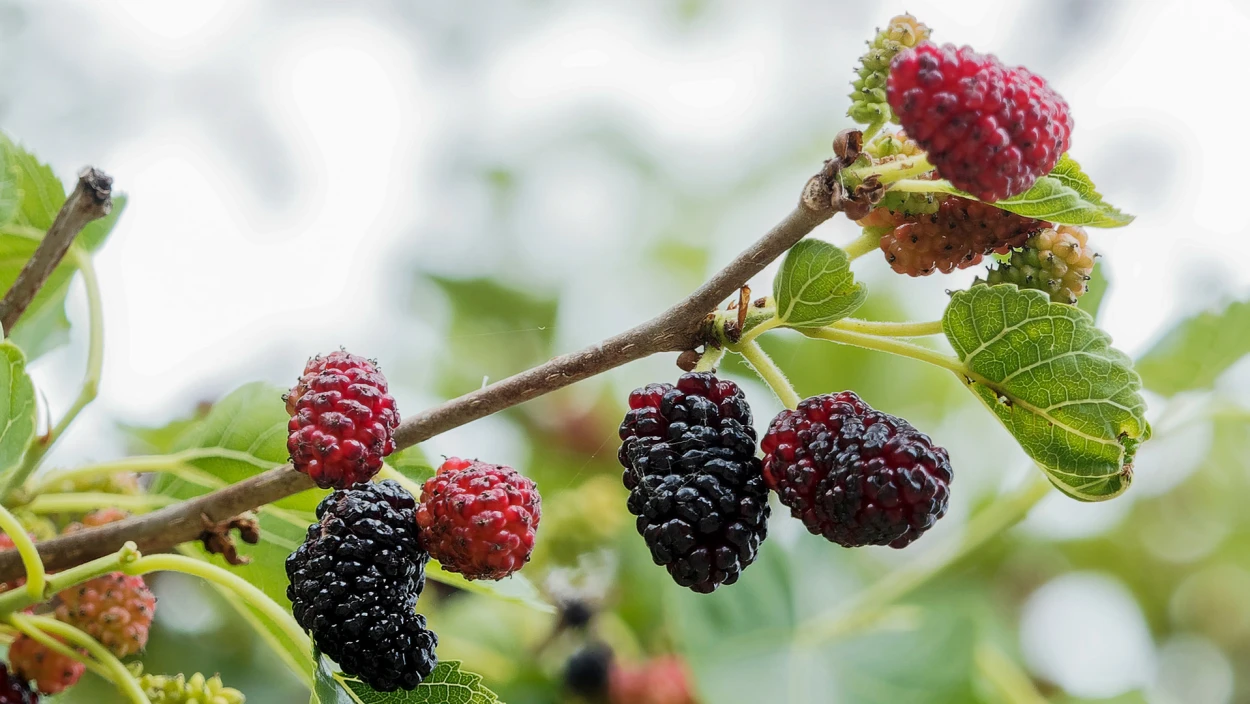 Power-Beeren und Heilpflanzen: Traditionelle Superfoods vor der Haustür