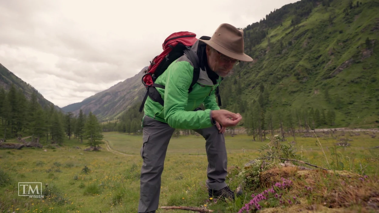 Welche alpinen Pflanzen sind essbar?