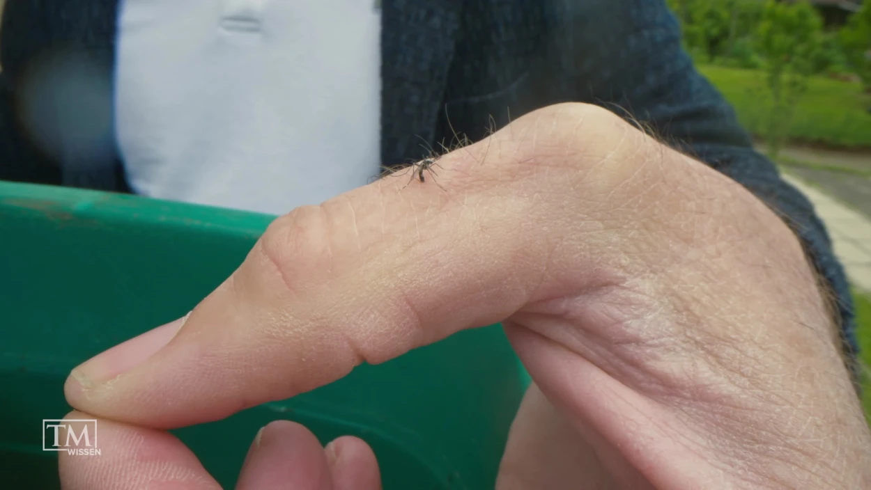 Wird die Tigermücke zur Plage?