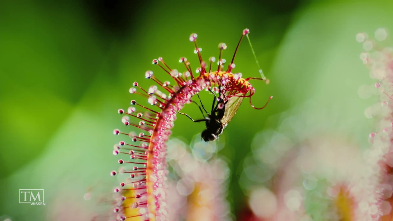 Wie trickst und täuscht die Natur?