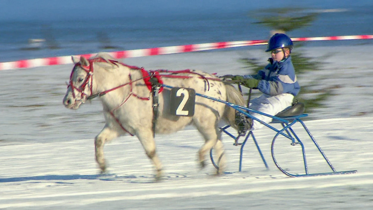 Traditionelles Trabrennen im Pulverschnee