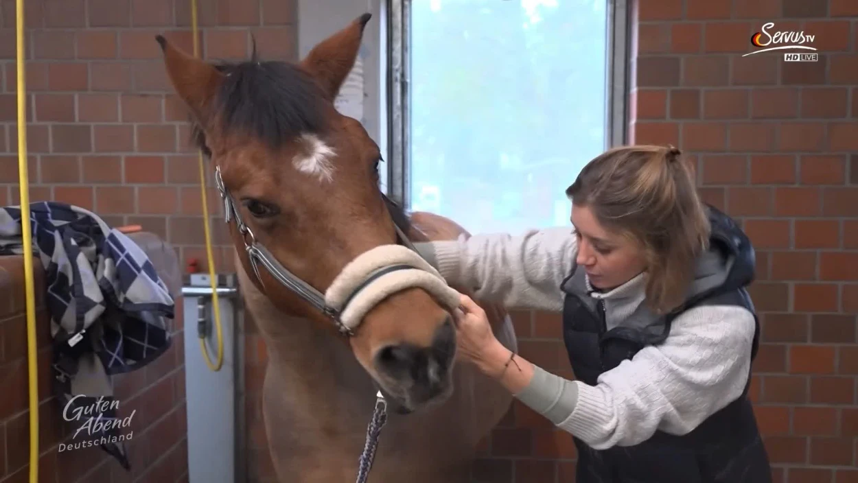 Doctor, Person, Veterinarian