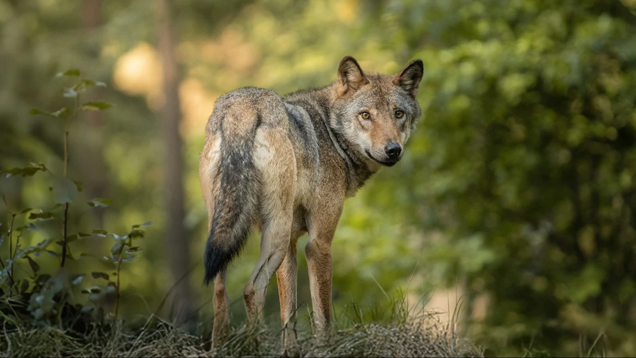 Neue Wolfs-Verordnung in Salzburg: Landesjägermeister fordert hartes Vorgehen