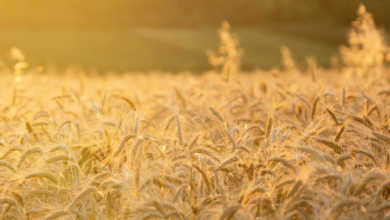 Gute Saat, böse Saat: Gentechnik auf dem Vormarsch