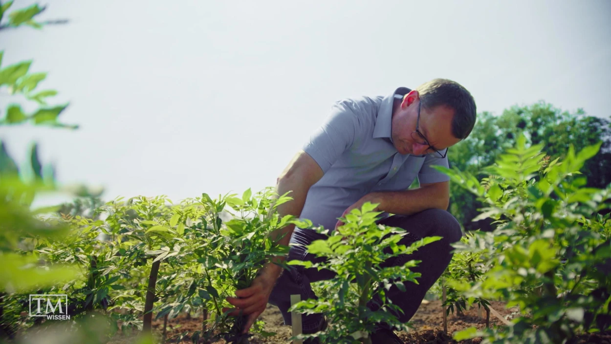 Wie retten wir die Esche?