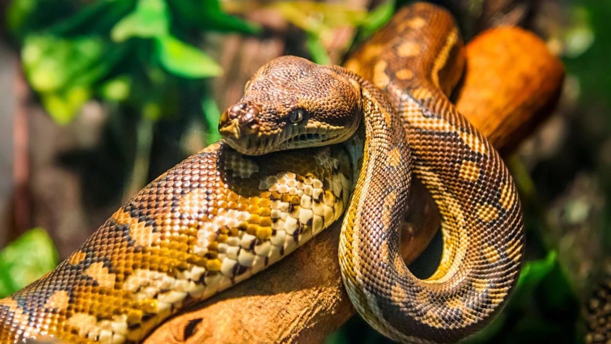 Reptilien-Auffangstation platzt aus allen Nähten