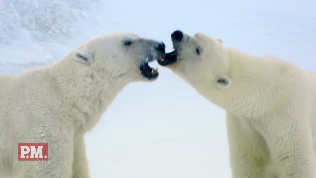 Wie flirten Eisbären?