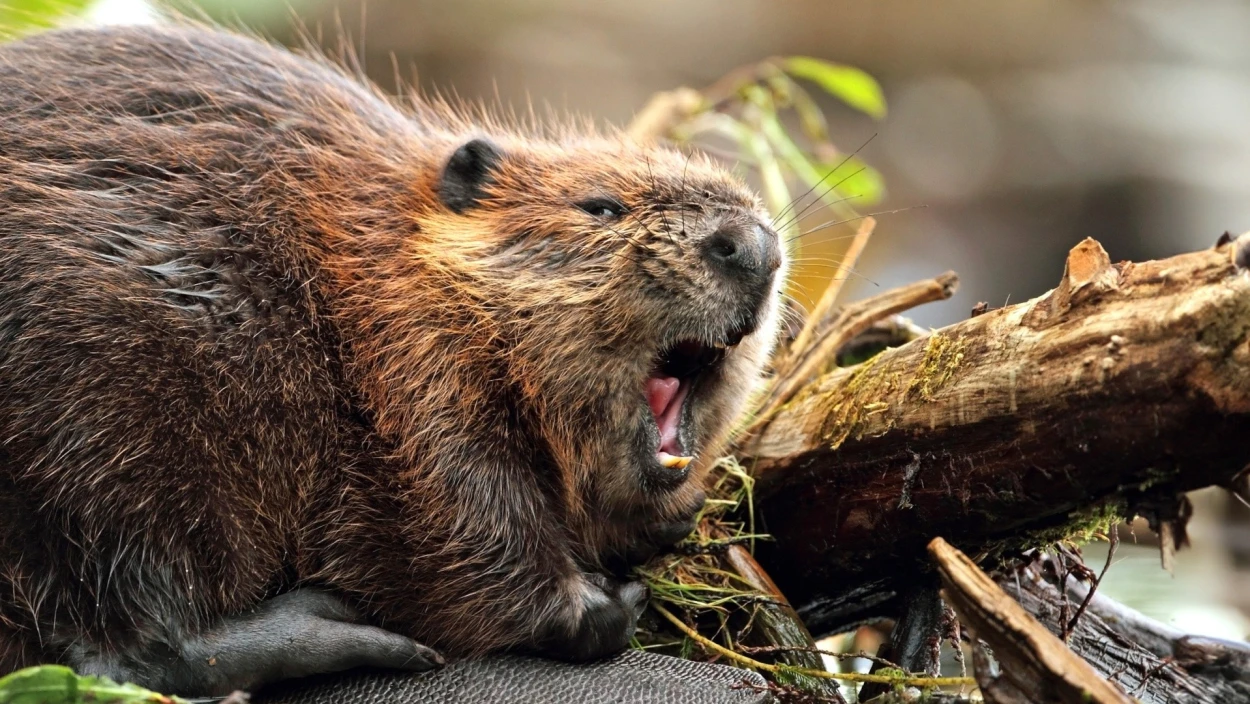 Biber-Schäden in Tirol - Gemeinden fordern Klarheit und Härte beim Biber-Gipfel in Kufstein