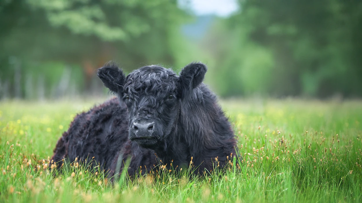 Familie übernimmt Galloway-Hof im Flachgau