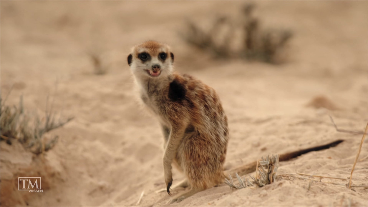 Warum schrumpfen die Erdmännchen?