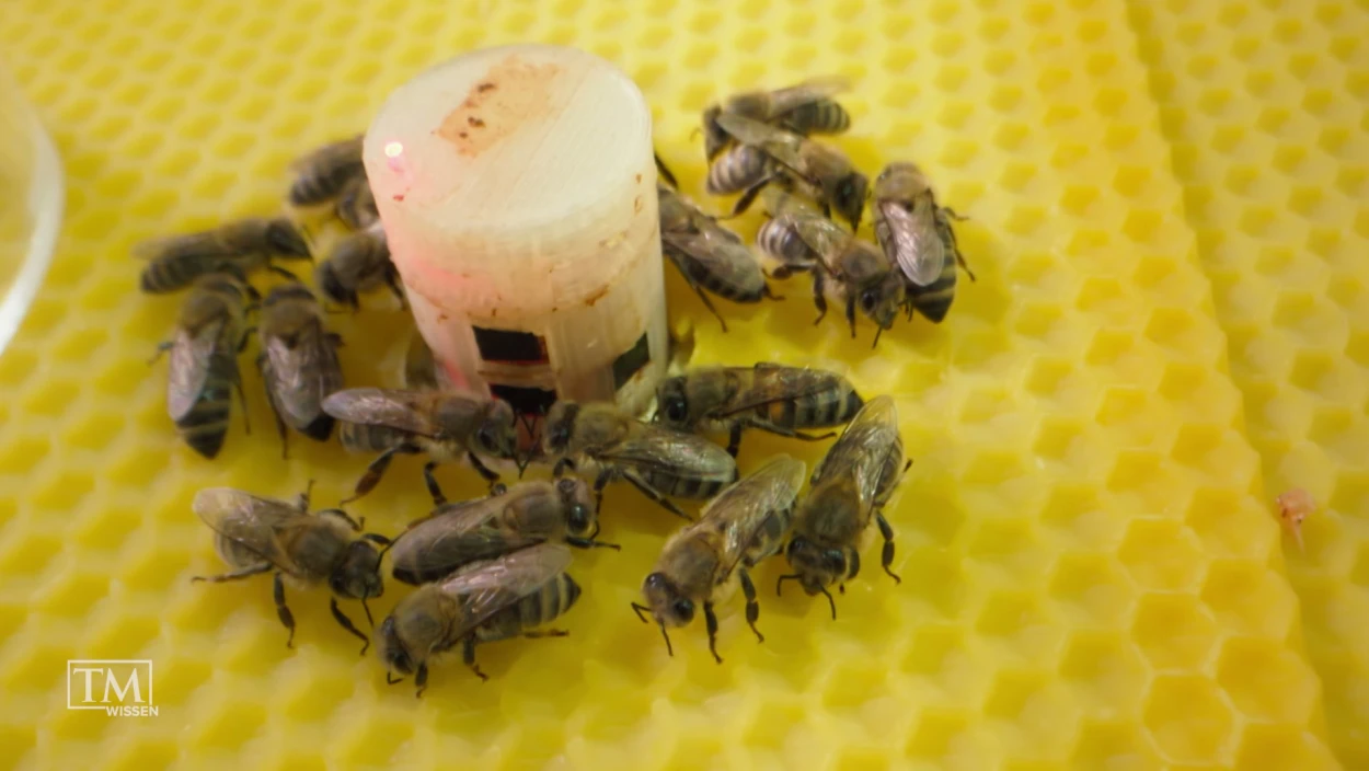 Können Roboter die Bienen schützen?