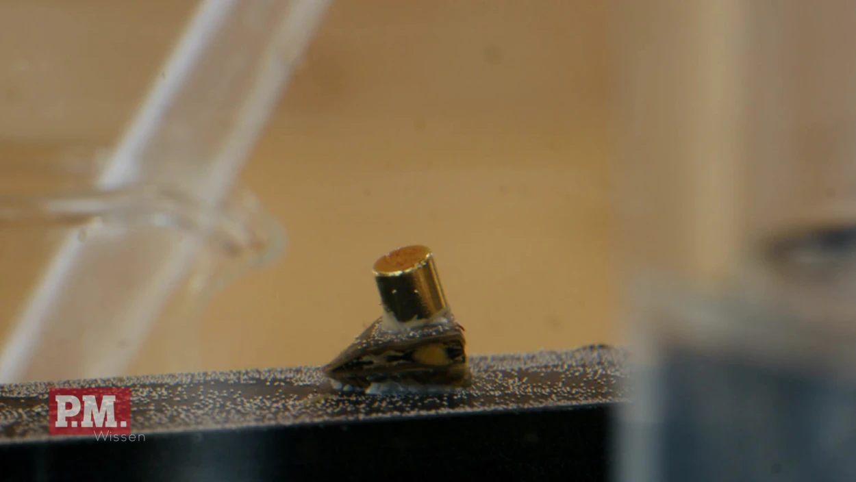 Was verrät eine Muschel über Wasserqualität?