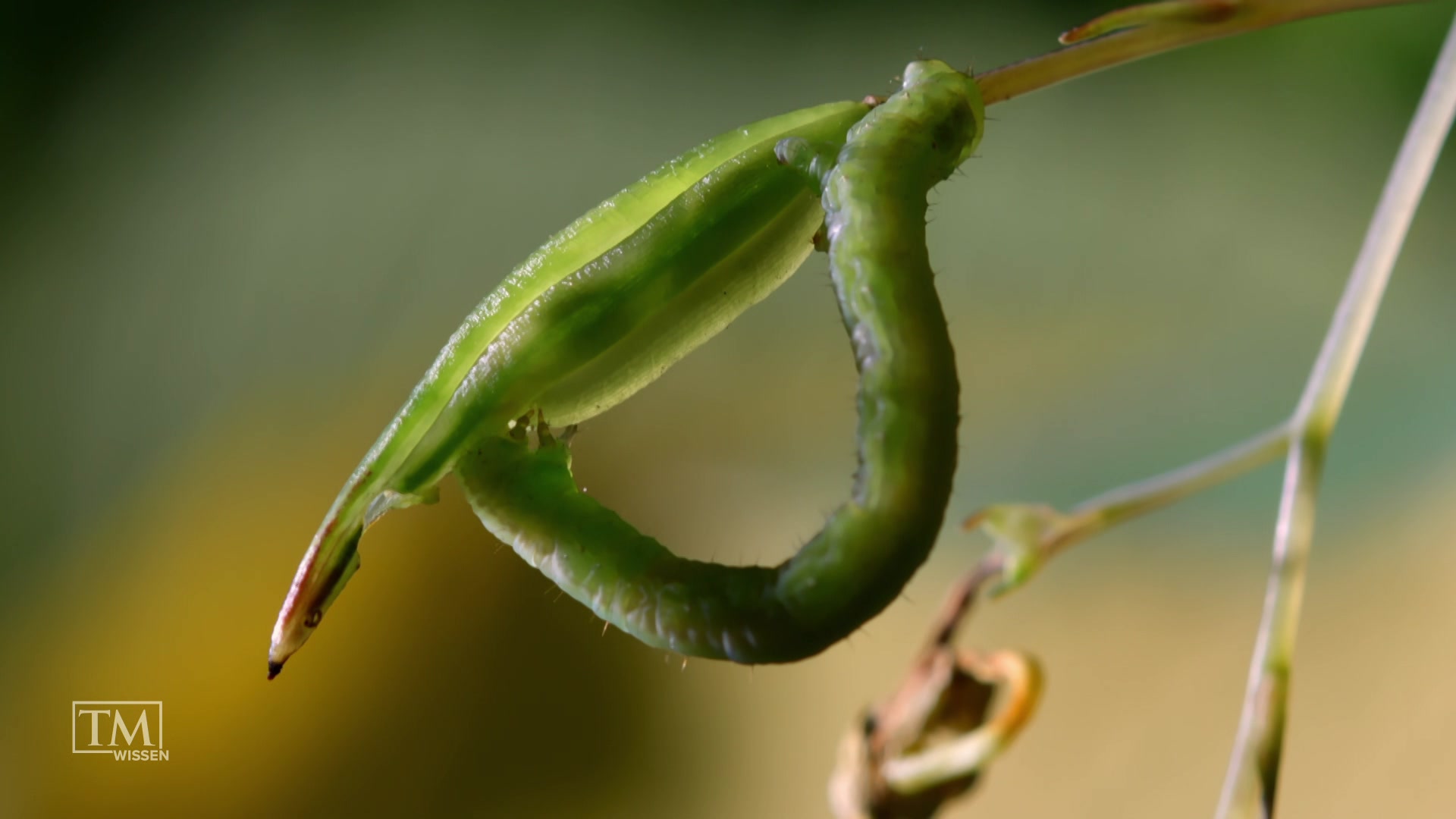Растения которые взрываются. Эхиноцистис (дикий огурец). Растения которые взрываются. Лопающиеся цветы. Бешеный огурец экбалиум.