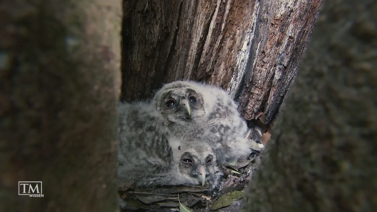 Wie retten wir den Habichtskauz?
