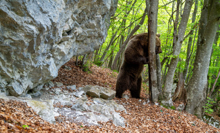 Die Welt der Braunbären