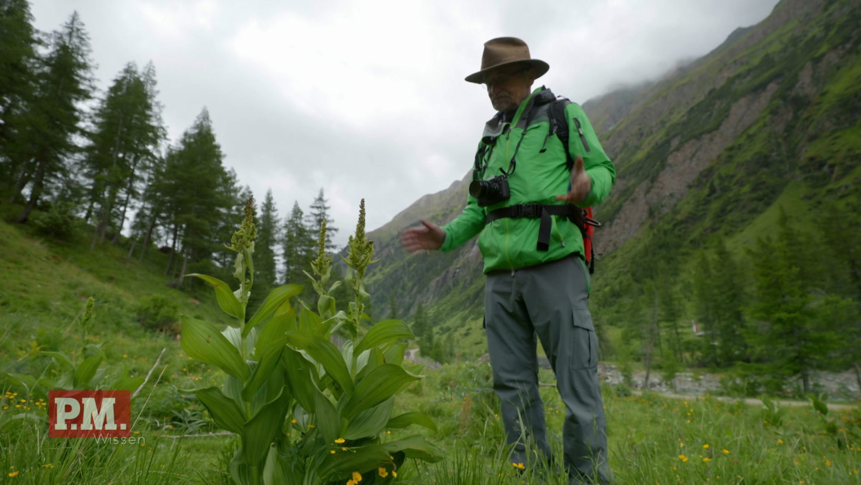 Wie giftig sind die Pflanzen der Alpen?