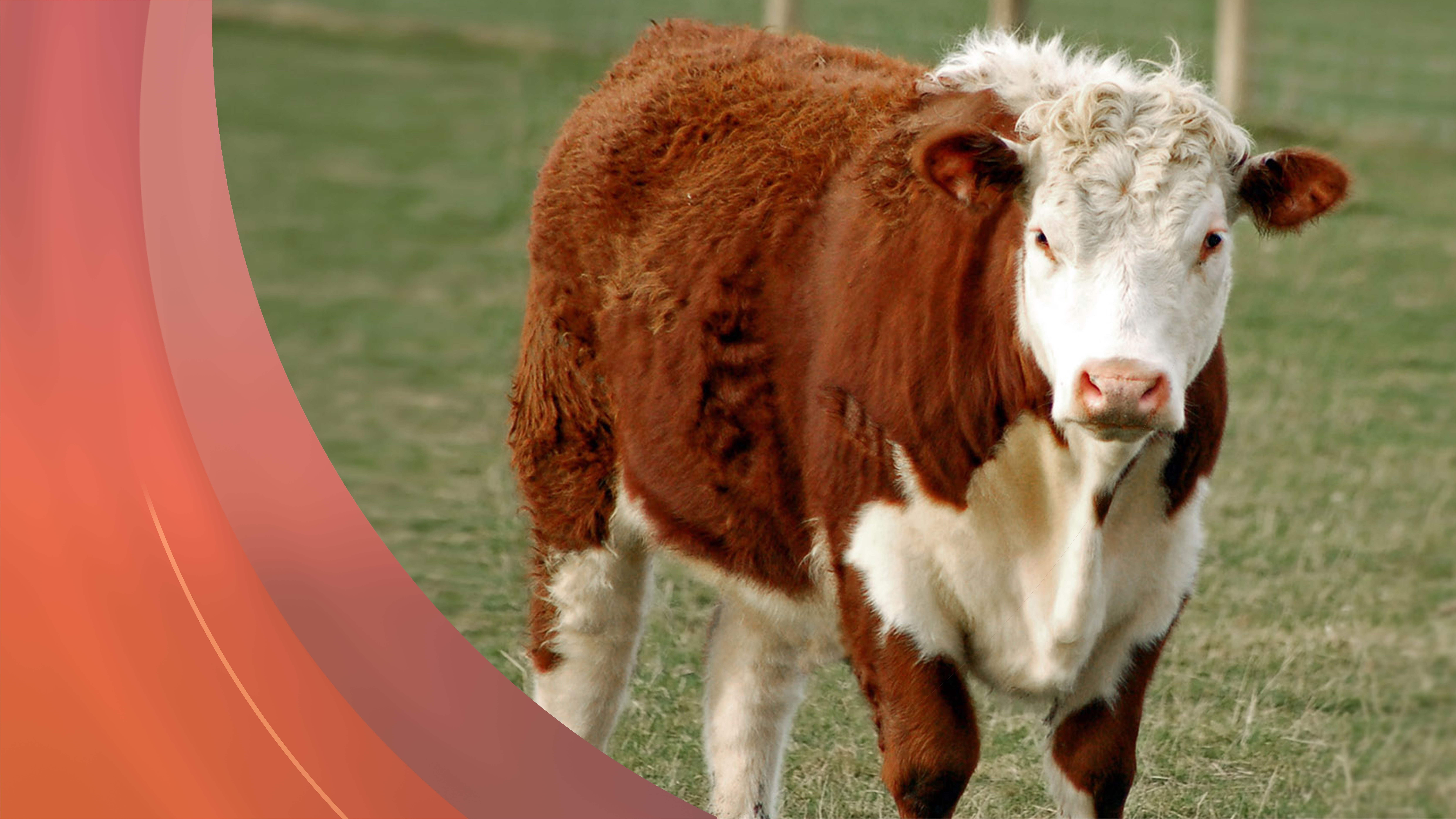 17. Dezember - Servus am Abend