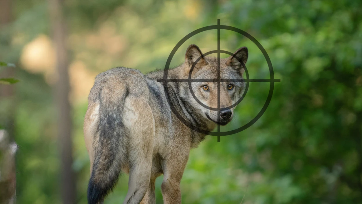 Neue Verordnung: Land Salzburg erlaubt Wolfs-Abschuss