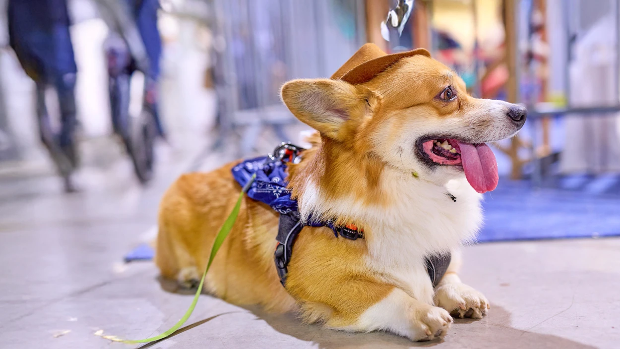 Von Schildkröte bis Vogelspinne: Kuriose Fakten von Österreichs größter Haustiermesse