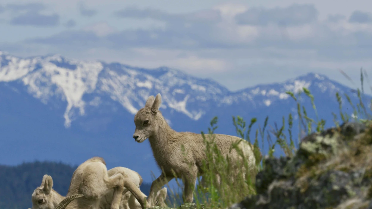 Überleben in der Wildnis (1/2)