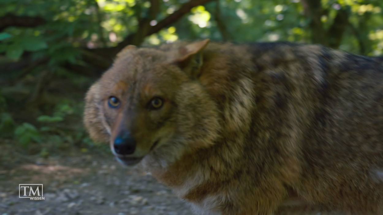 Wie breitet sich der Goldschakal aus?