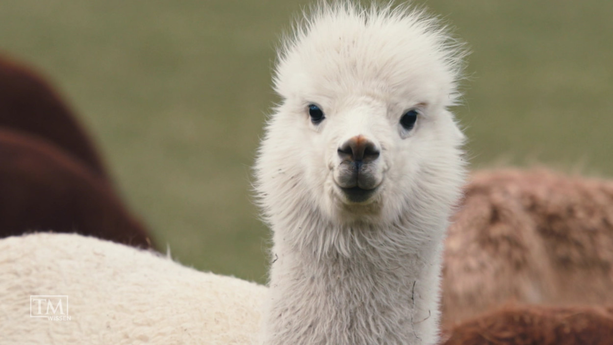 Was macht Alpaka-Wolle so einzigartig?