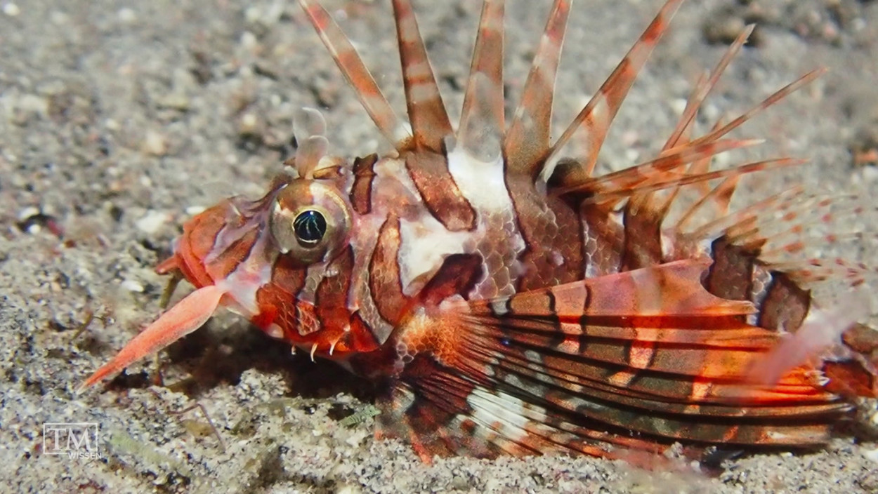 Wie giftig ist das Meer?