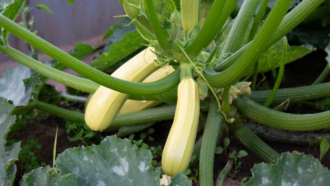 Ein Hoch aufs Beet: Erntezeit im Garten
