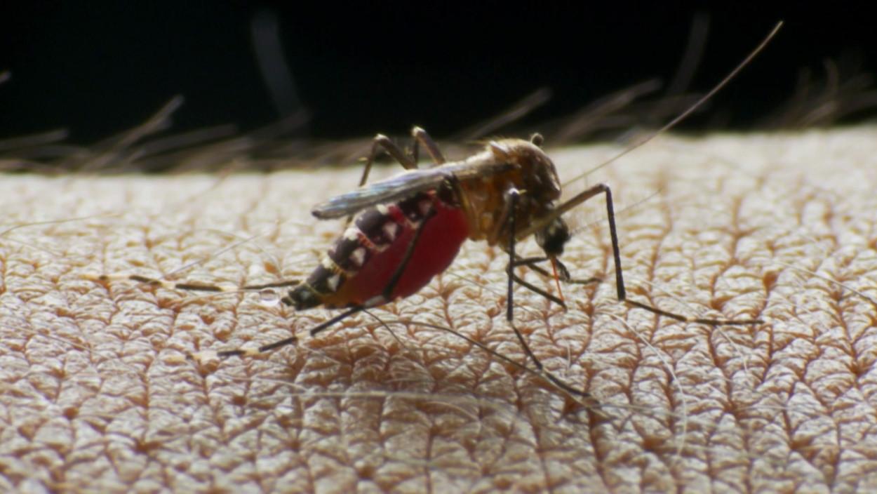 Tigermücke im Anflug?