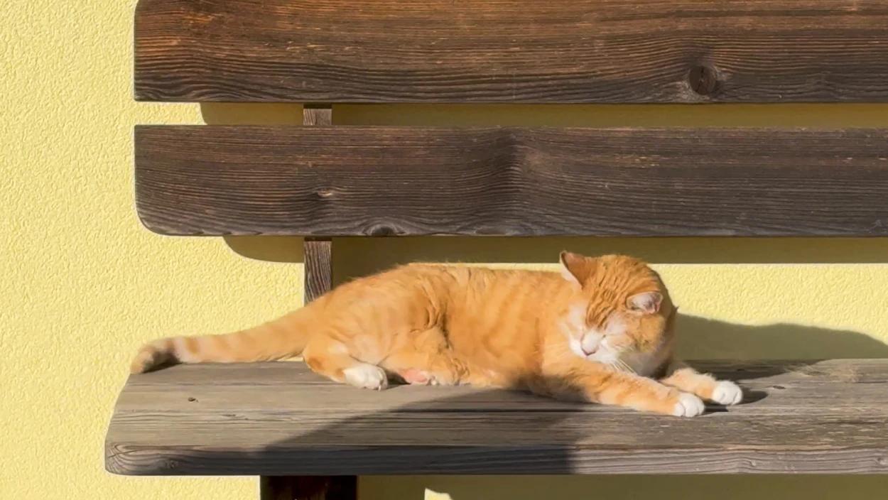 Vom Innviertel ins Guinness-Buch? Die unglaubliche Lebensgeschichte von Kater Michi