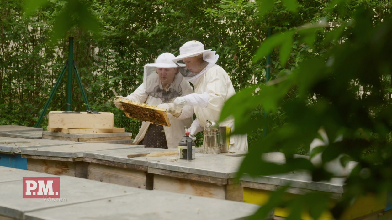 Wie lassen sich Bienen gegen Krankheit impfen?