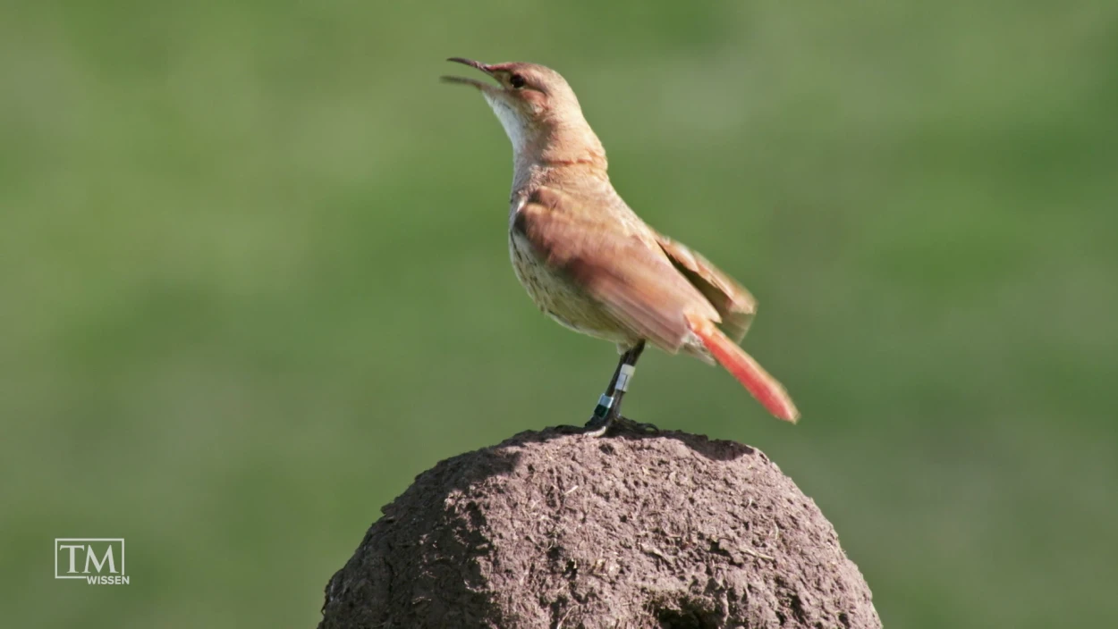 Welcher Vogel baut das spektakulärste Nest?