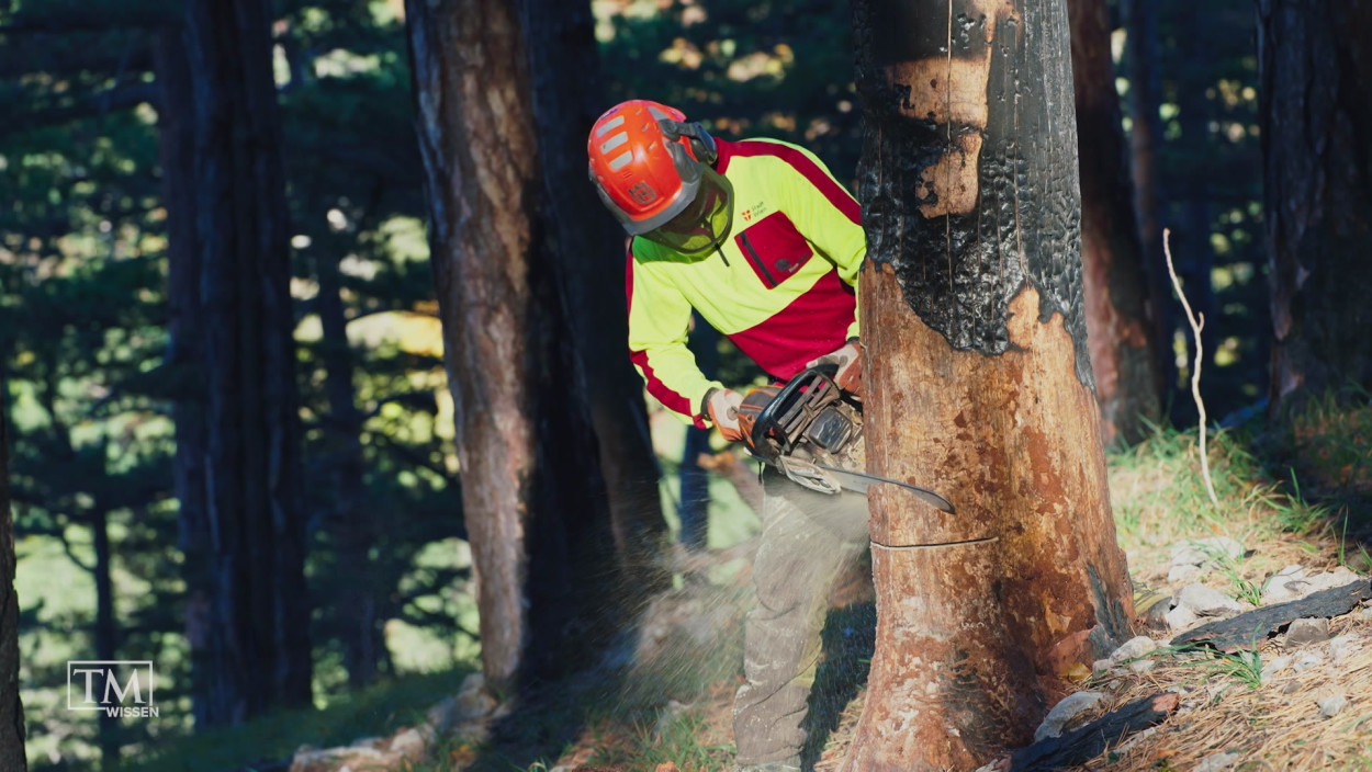 Aufforstung für die Zukunft